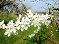 11 Cerisiers en fleurs dans l&#39;Ortenau Mösbach 10 04 2016 28